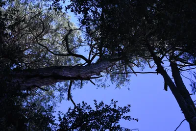 DSC_2187 (Large).JPG